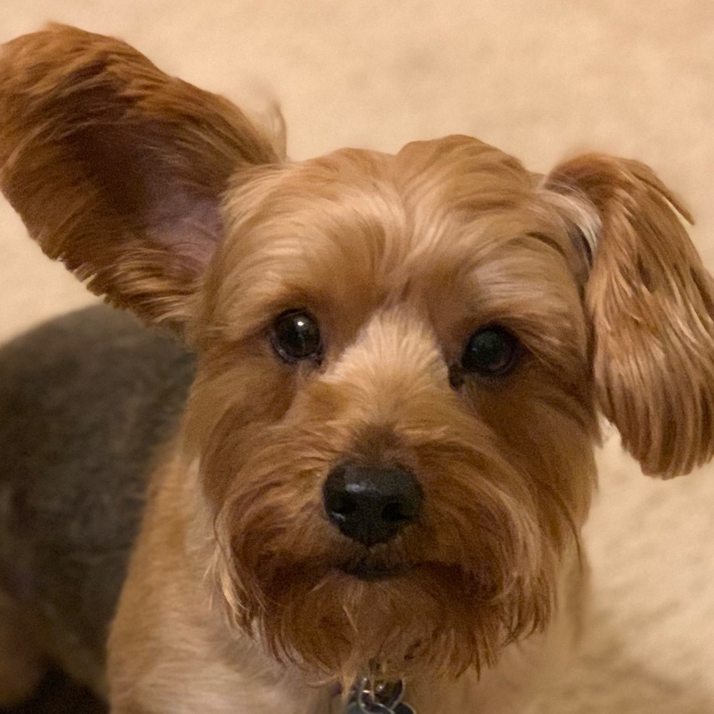 Meet your Posher, Lisa